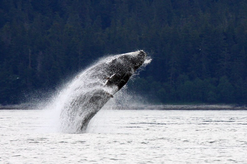 Alaska Cruise Expert Popup Image - Glacier Cruise Alaska